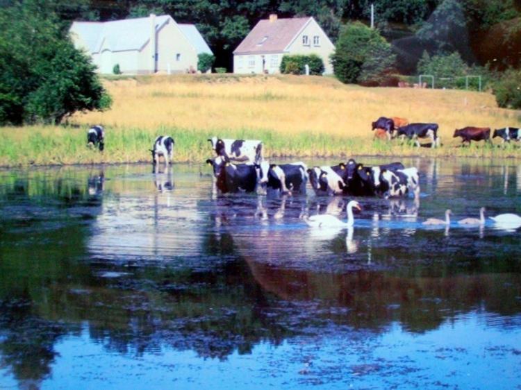 Engelsholm Bed & Breakfast Bredsten  Luaran gambar